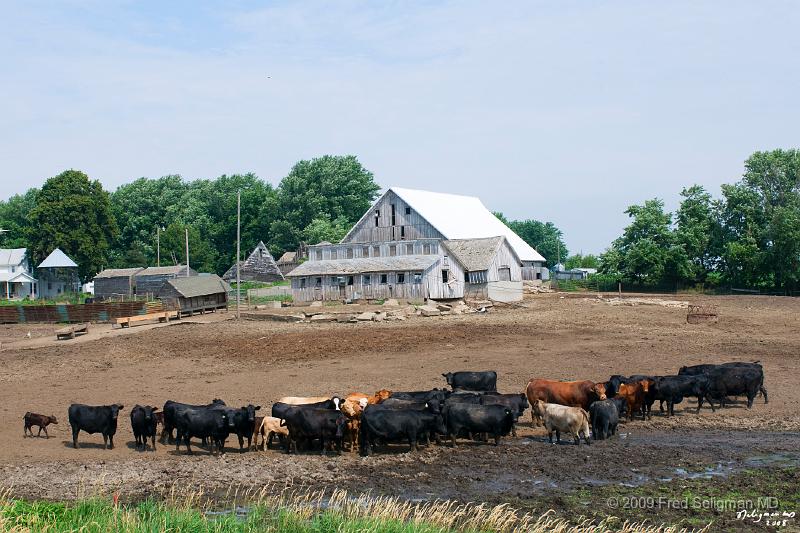 20080717_121317 D300 P 4200x2400.jpg - Cattle Farms on US 20 east of Sioux City (near Holstein, Iowa)
